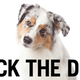 Illustration for article titled Handjobs, Butt-To-Butt Action, And Other Sex Secrets Of The Champion Show Dog